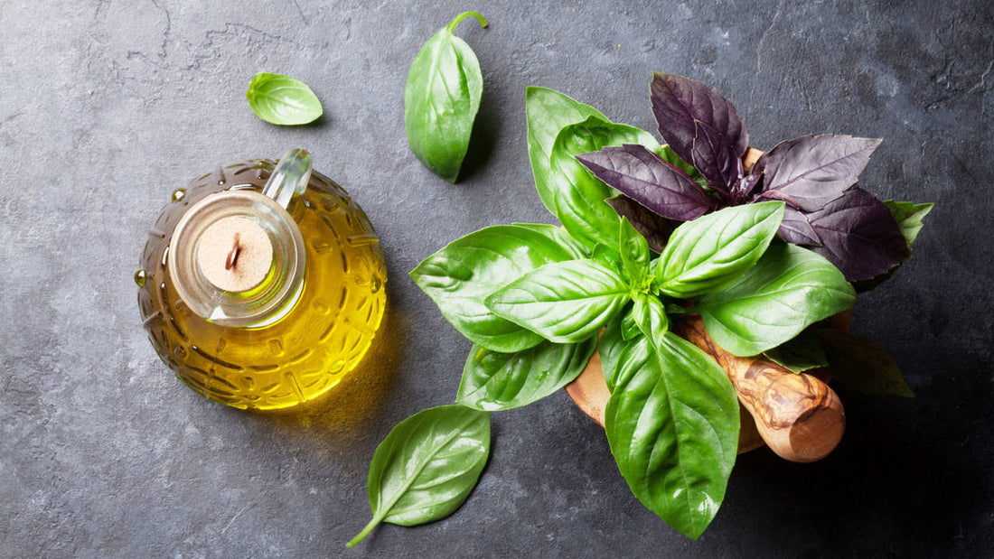 🌿 Beneficios del Aceite Esencial de Albahaca Tropical: Guía Completa, Usos y Propiedades | Puro y Orgánico Colombia