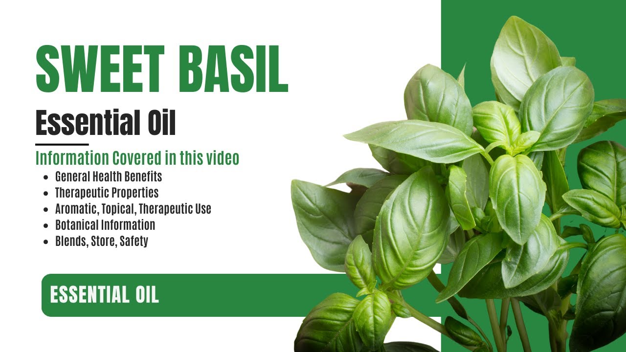 Aroma Zone Aceite Esencial De Albahaca 30ml Puro Basilic Tropical beneficios