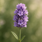 Flores de lavanda