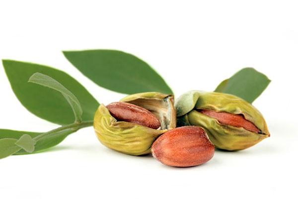 Top 10 beneficios del aceite de jojoba Puro Y Organico para la piel